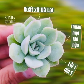 Sen đá liên đài trắng SONDA GARDEN size mini 2.5-4cm, cây cảnh trang trí nhà cửa, lỗi 1 đổi 1