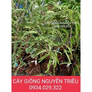 CÂY GIỐNG ME THÁI ( CHUẨN F1 )