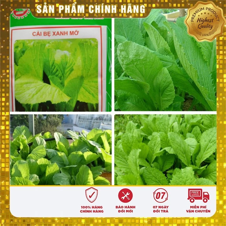 Hạt giống Rau Cải Bẹ Xanh Mỡ-20gr