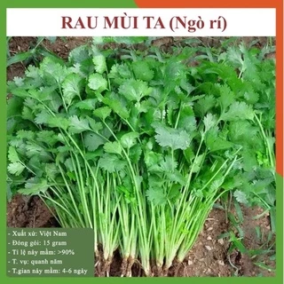 Hạt giống rau mùi cồn tía (ngò rí ta) - rau củ quả trồng thử tại nhà 20gr RADO 31