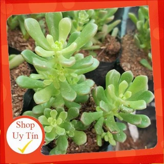 Sen đá Sedum rubi🍏 |FREESHIP| 🔥 XỨ NÓNG, ĐÃ THUẦN KHÍ HẬU, KHOẺ ĐẸP 🍏 LỖI 1 ĐỔI 1