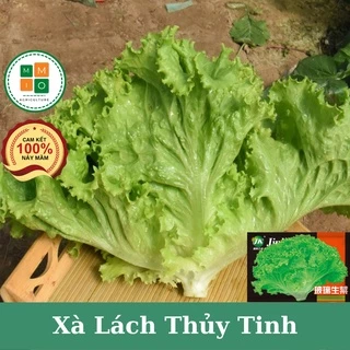 Hạt giống xà lách xoăn thủy tinh chịu nhiệt