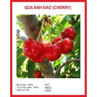 Hạt giống Quả Anh Đào (Cherry) 10 Hạt hạt giống bốn mùa