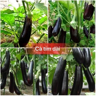 Hạt giống cà tím đen dài cao sản F1