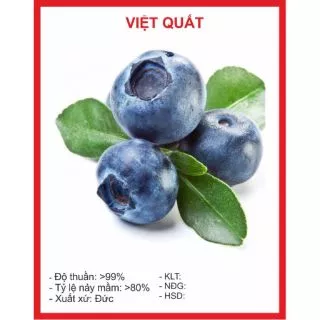 Hạt Giống Việt Quất 5 Hạt