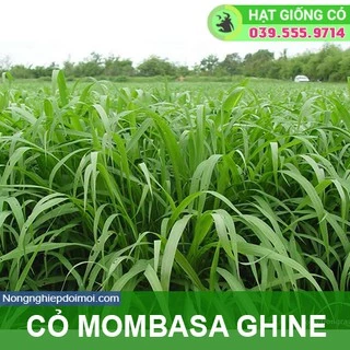 Hạt giống cỏ Mombasa Ghine - cỏ sả lá lớn - Cỏ Chăn Nuôi ( 1kg)