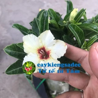 caykiengsadec cây hoa sứ trắng (cánh đơn)+tặng phân bón-hoa kiểng lá-trang trí nội thất cảnh quan sân vườn ngoài trời