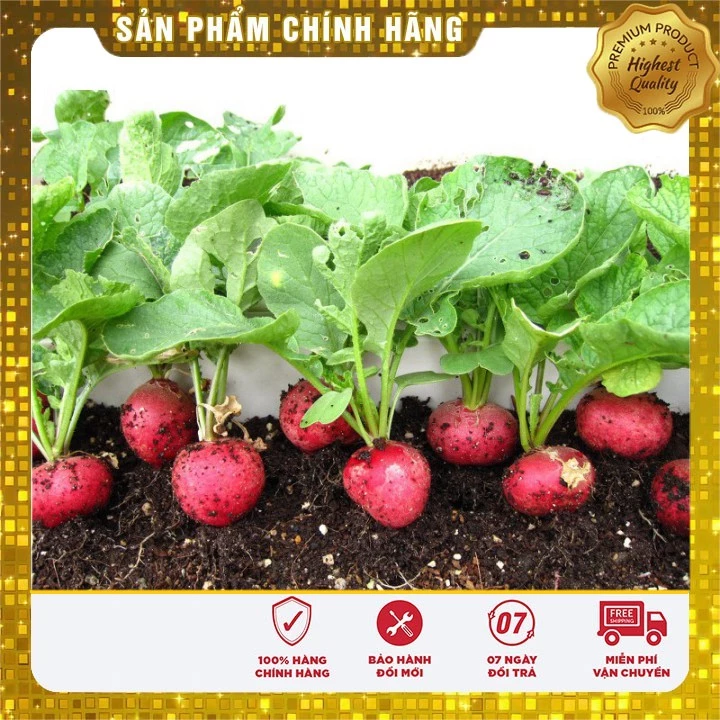 Hạt Giống Củ Cải Tròn Đỏ ( gói 5 gram)