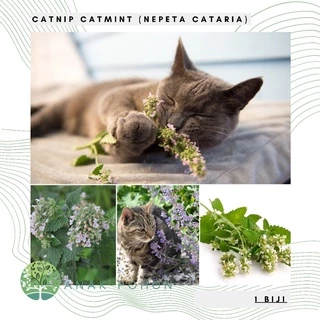 Hạt giống - Cây bạc hà Catnip cỏ mèo 50h