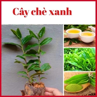 Cây chè xanh Thái Nguyên cao 25-30cm (ảnh thật hình cuối)