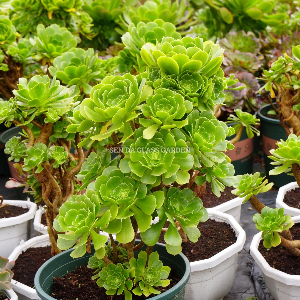 Sen đá Aeonium xanh GLASS GARDEN size đại 30cm nhiều đầu , thuần khí hậu Đà Lạt