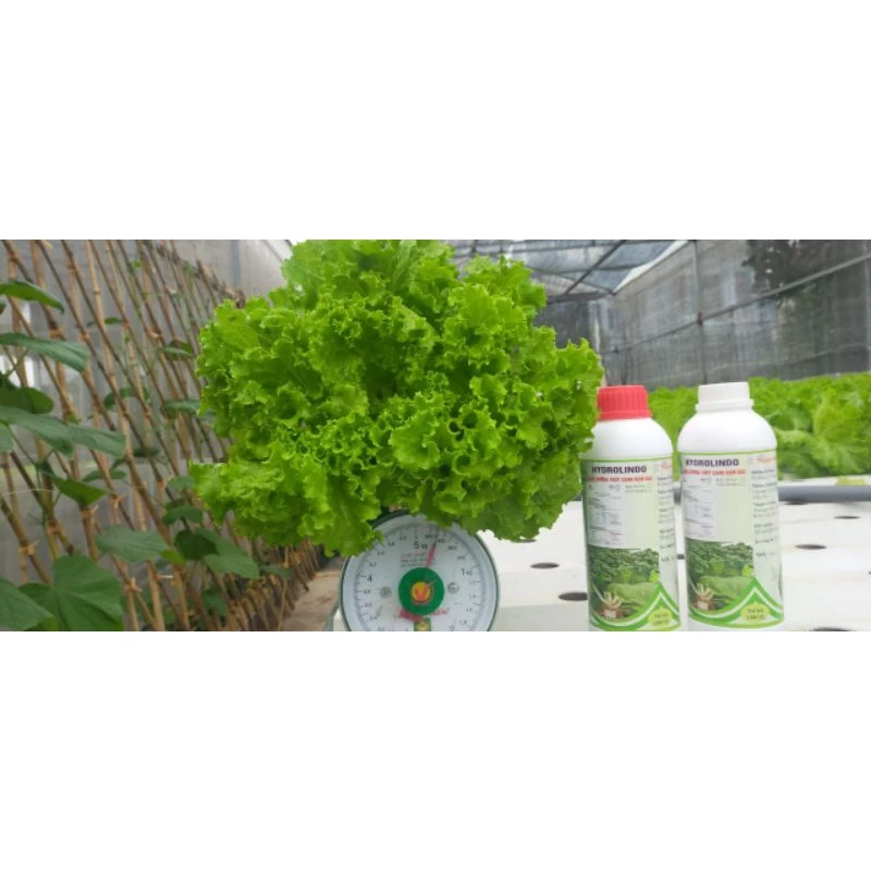 dinh dưỡng thủy canh hydrolindo cho rau ăn lá (cặp 2 lít)