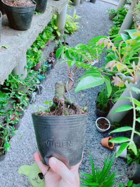 Cây Khế Bonsai