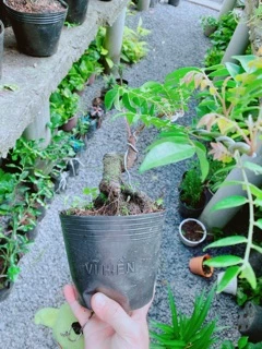 Cây Khế Bonsai