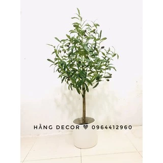 Cây ô liu giả - Cây oliu thân gỗ trang trí nhà cửa 1m và 1m3 - Hằng decor