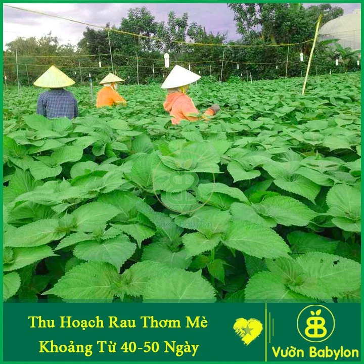 Hạt Giống Rau Thơm Mè (Lá Mè Vừng) Hàn Quốc