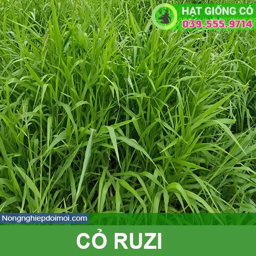 Hạt giống cỏ Ruzi - Cỏ chịu dẫm đạp (gói 50g) - Hạt giống Cỏ Chăn Nuôi Trâu,bò,lợn,gà,cá...