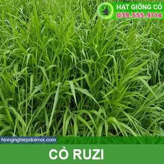 Hạt giống cỏ Ruzi - Cỏ chịu dẫm đạp (gói 100g) - Cỏ Chăn Nuôi