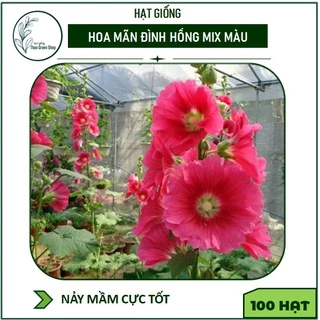 Hạt Giống hoa Mãn Đình Hồng Mix Màu 100 hạt