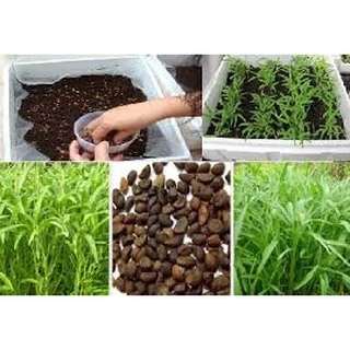 HG Rau Muống Lá Tre Cao Sản Chuẩn F1 Nảy mầm 100%