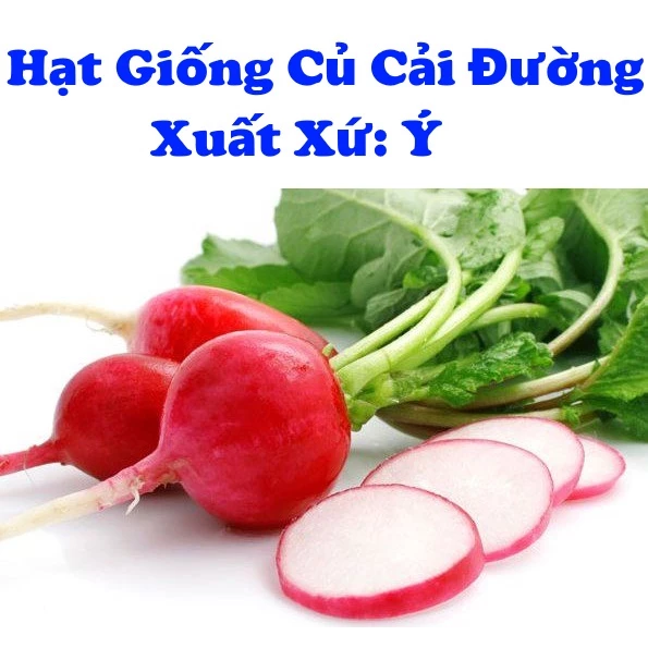 Củ Cải Đỏ Nhập Khẩu Ý - Hạt Giống Củ Cải Đường (5g)