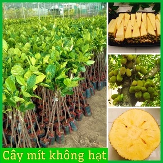 Cây giống mít không hạt không xơ  múi to giòn ngọt