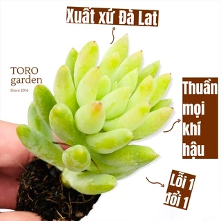 Sen đá chuỗi ngọc đứng Đà Lạt size mini cây cảnh trang trí nhà cửa Toro garden