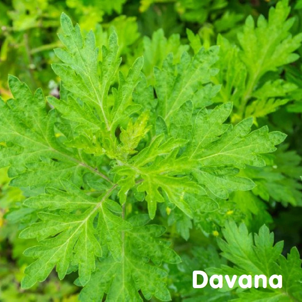 Tinh dầu Davana Essential Oil (Dhavanam)