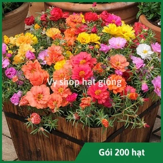 Hạt giống hoa mười giờ mỹ kép mix màu gói 1000 hạt