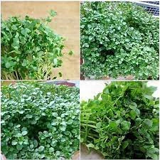 Hạt giống rau cải xoong ( xà lách xoong) 200 hạt