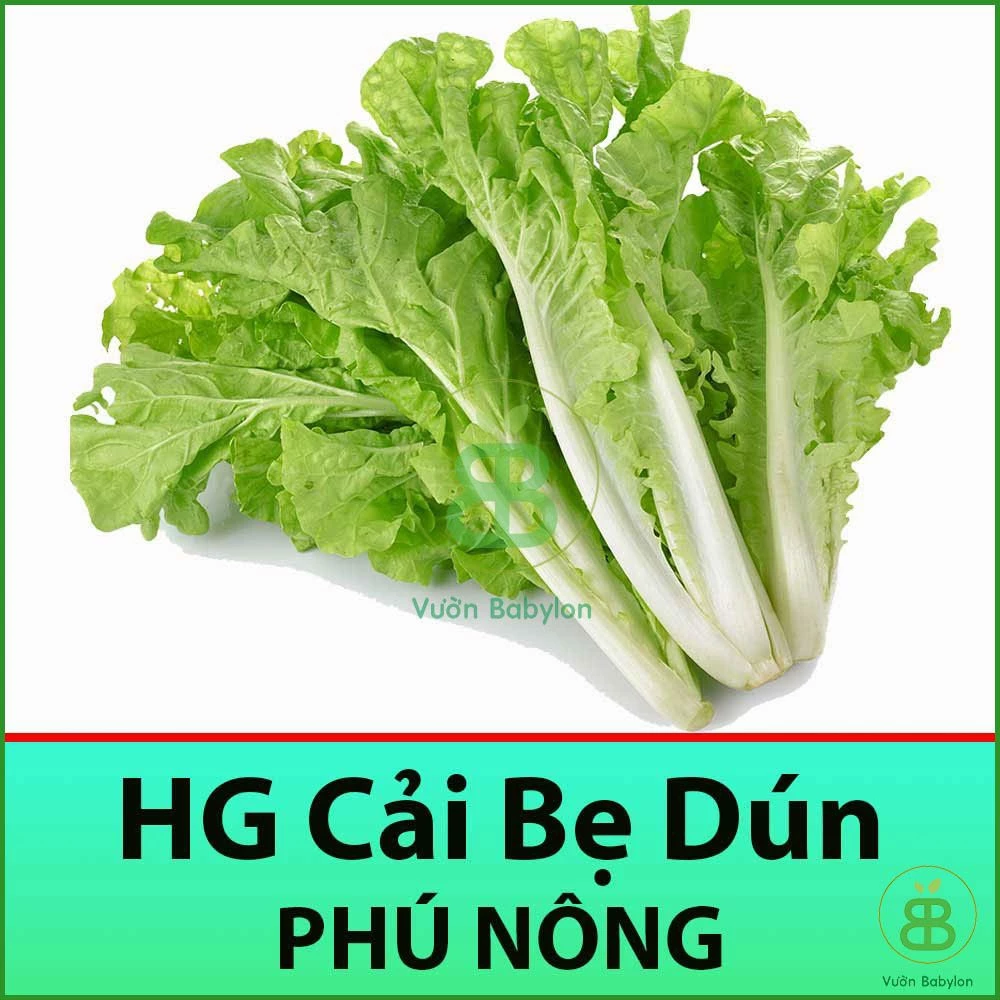 Hạt Giống Cải Bẹ Dún 10GR Tỉ Lệ Nảy Mầm Cao