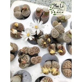 1 cây sen mông đôi/ lithops