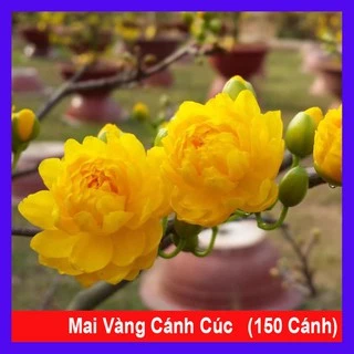 Cây mai vàng cánh cúc 150 cánh - Cây cảnh sân vườn