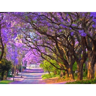 Cây giống hoa Phượng Tím - Jacaranda mimosifolia ( cây cao tầm 40cm )