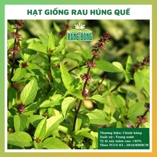 Hạt giống rau húng quế - rau củ quả trồng chậu, sân vườn chịu nhiệt 4 mùa tỉ lệ nảy mầm cao 10g RADO 025