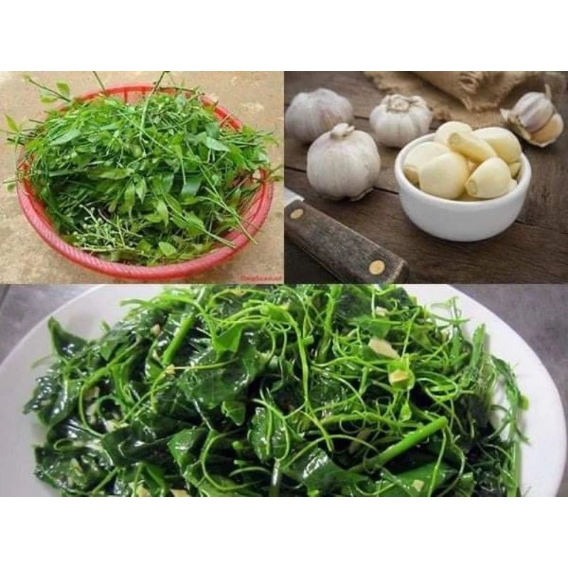 Cây giống rau ngót rừng (rau sắng )