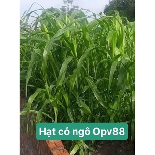 Hạt cỏ ngô Opv88  gói 100g