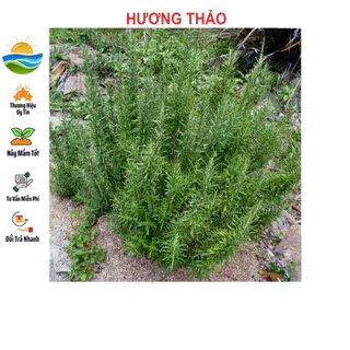 Hạt Giống Cây Hương Thảo 20 Hạt