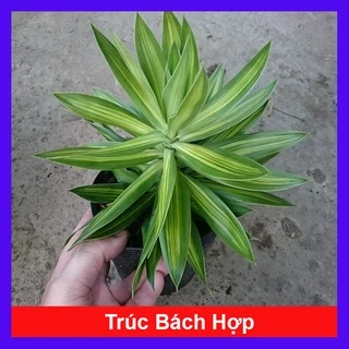 Cây trúc bách hợp - cây cảnh trong nhà