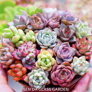 Combo 5 loại sen đá mini Đà Lạt 3cm GLASS GARDEN 🌲Mix Màu ngẫu nhiên 🌲Lỗi 1 đổi 1