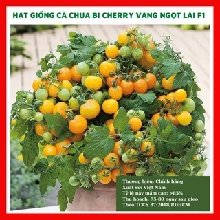 Hạt giống cà chua cherry vàng ngọt - rau củ quả trồng chậu, sân vườn ban công ngon ngọt nảy mầm cao 5 hạt RAD0 403