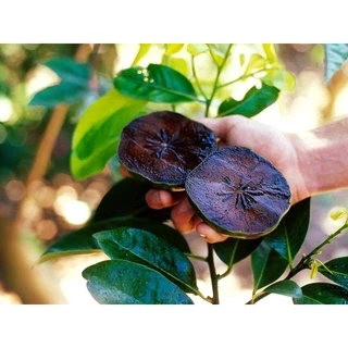 Cây giống hồng đen Socola size nhỏ - Black Sapote cho trái siêu ngon