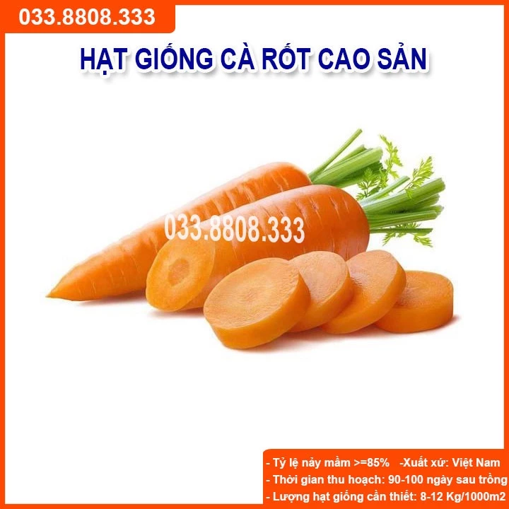 Hạt Giống Củ Cà Rốt - Củ To Dài Đặc Ruột