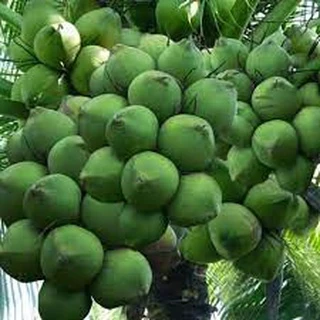 Cây Giống Dừa dứa
