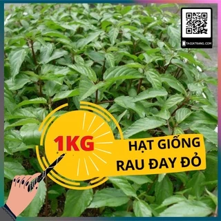 1KG Hạt giống rau đay đỏ