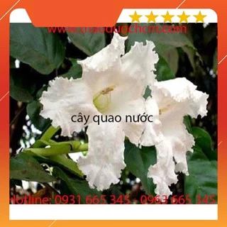 Cây Quao Nước Khô 1Kg _Hàng Tự Nhiên 100% - Dược Liệu Thanh Bình