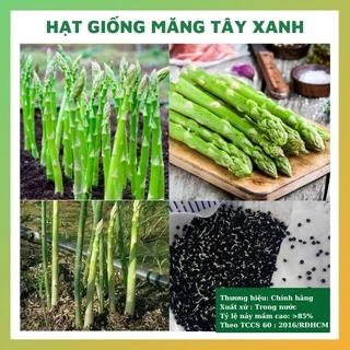 Hạt giống măng tây xanh - rau củ quả trồng chậu, sân vườn ban công chịu nhiệt 4 mùa tỉ lệ nảy mầm cao 0,2gr RADO 0636