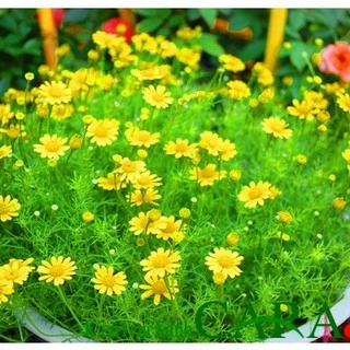 [Seeds] Hạt giống hoa cúc sao băng, đóng gói 0.03gr