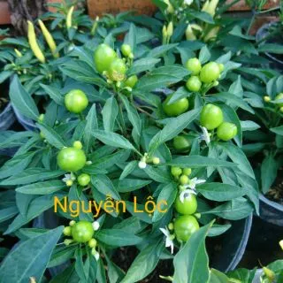 Cây ớt trái tròn- Hoa kiểng Nguyễn Lộc- Cây giống chất lượng cao