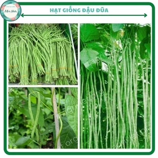 Hạt giống đậu đũa cao sản - túi 20gr